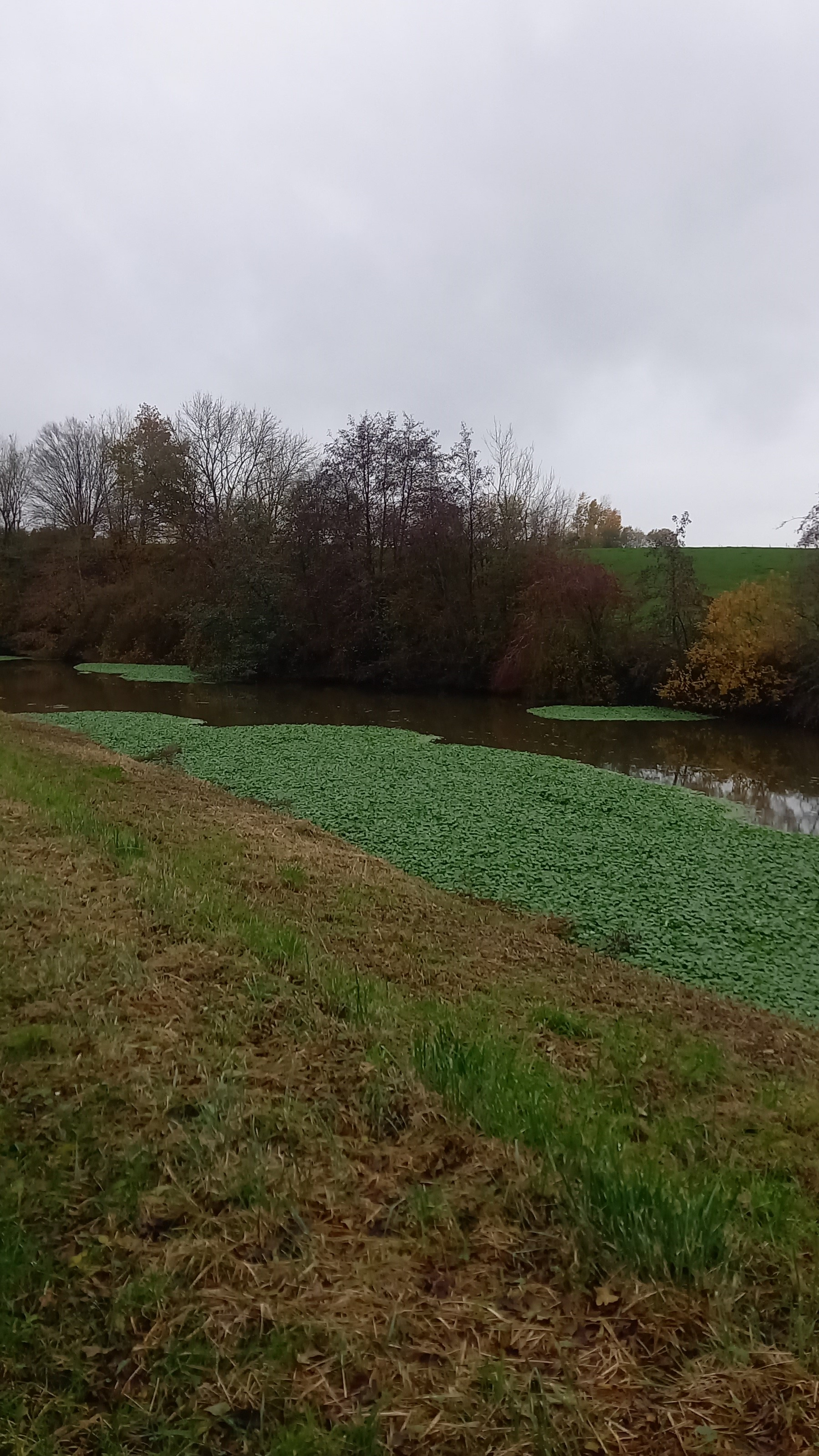 Plantes invasives Nord Pas de Calais