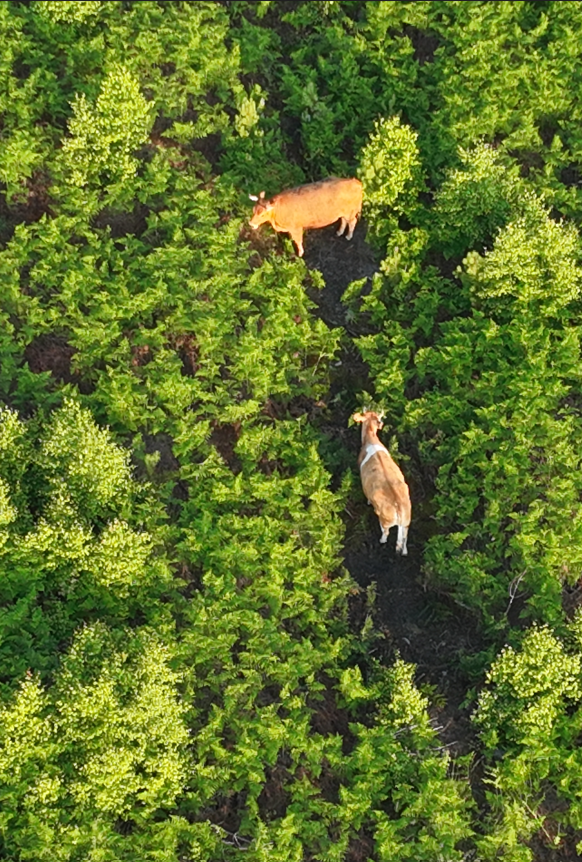 Visuel de vaches dans la lande d'Hostens