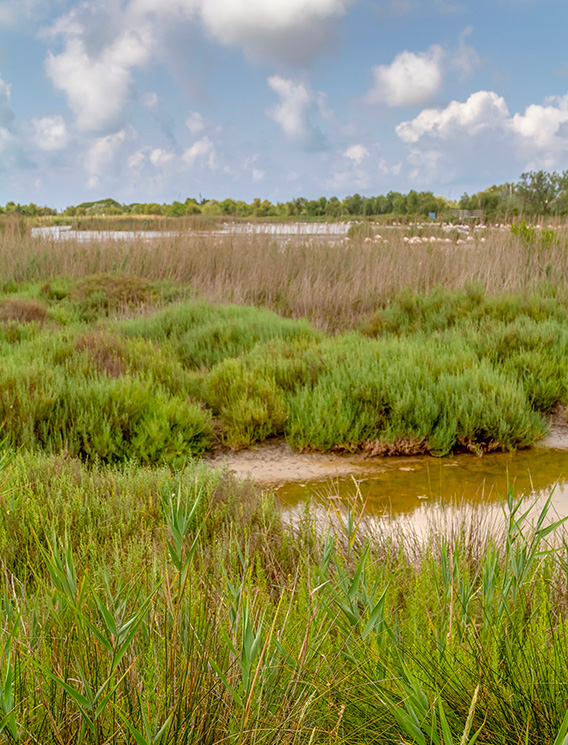 Visuel de tourbière