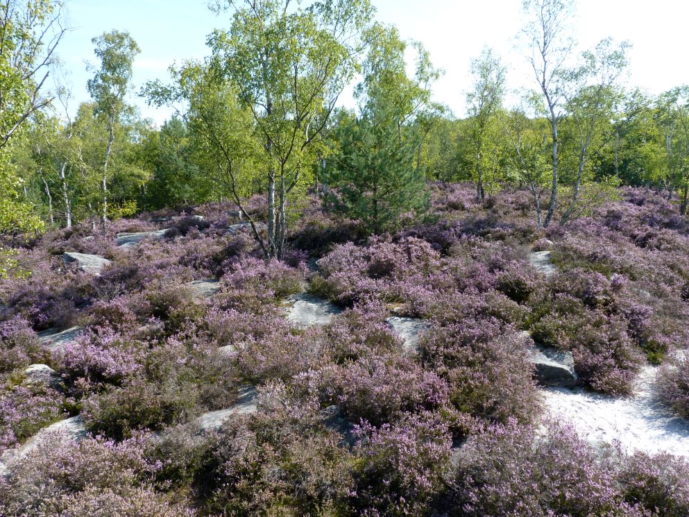 Forêt du Bois du Roi, dans l'Oise