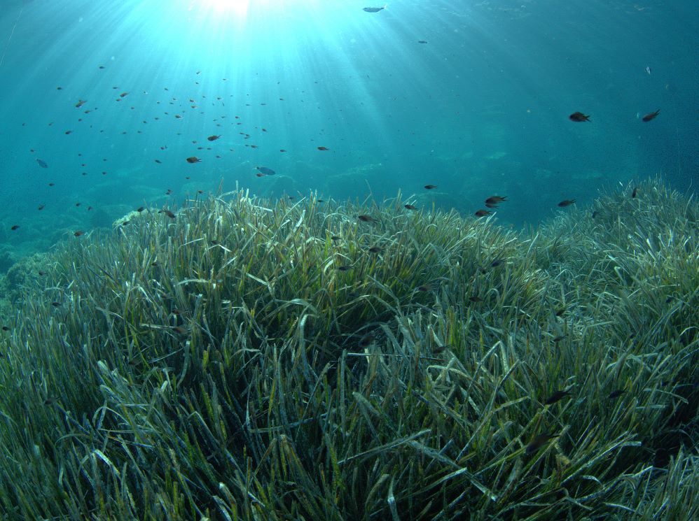 herbier de posidonie