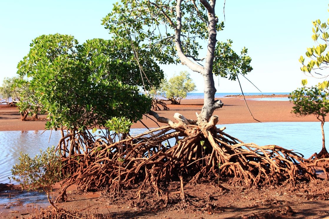 Mangrove de la baie de Loza, Madagascar