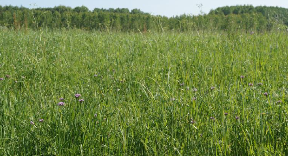 Prairie en Seine et Marne